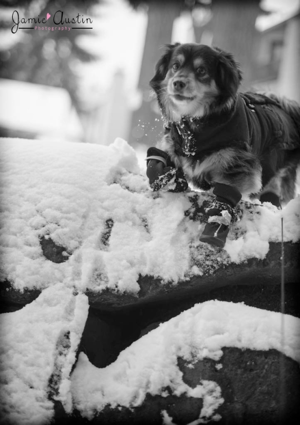Jamie Austin Photography,Pet Everett WA Snow 